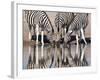 Zebras Reflected in a Water Hole, Etosha National Park, Namibia, Africa-Wendy Kaveney-Framed Photographic Print