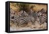 Zebras Running-John Conrad-Framed Stretched Canvas