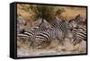 Zebras Running-John Conrad-Framed Stretched Canvas