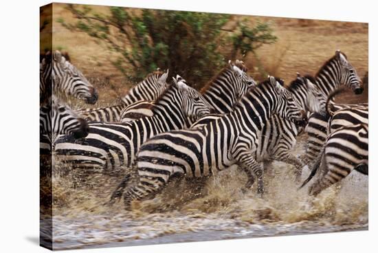 Zebras Running-John Conrad-Stretched Canvas