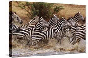 Zebras Running-John Conrad-Stretched Canvas