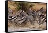 Zebras Running-John Conrad-Framed Stretched Canvas