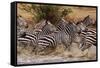 Zebras Running-John Conrad-Framed Stretched Canvas