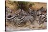 Zebras Running-John Conrad-Stretched Canvas