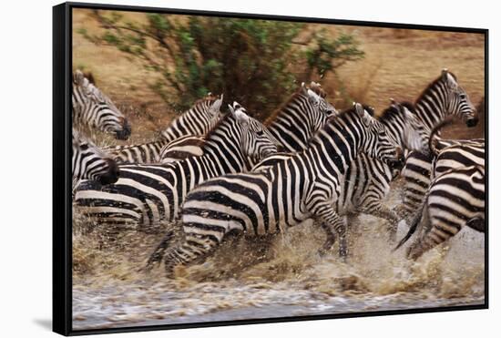 Zebras Running-John Conrad-Framed Stretched Canvas