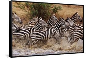 Zebras Running-John Conrad-Framed Stretched Canvas
