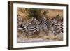 Zebras Running-John Conrad-Framed Photographic Print