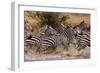 Zebras Running-John Conrad-Framed Photographic Print