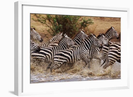 Zebras Running-John Conrad-Framed Photographic Print