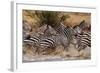 Zebras Running-John Conrad-Framed Photographic Print