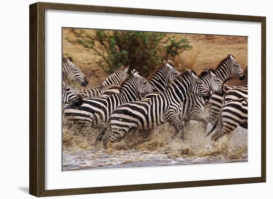 Zebras Running-John Conrad-Framed Photographic Print