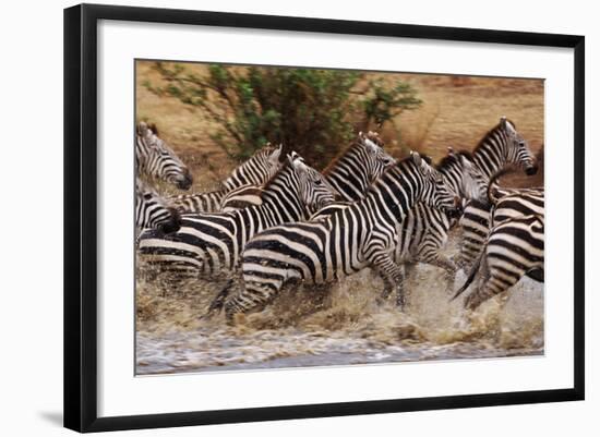 Zebras Running-John Conrad-Framed Photographic Print