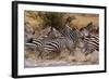 Zebras Running-John Conrad-Framed Photographic Print