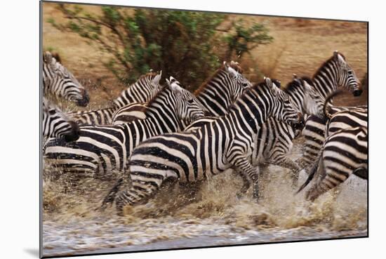 Zebras Running-John Conrad-Mounted Photographic Print