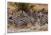 Zebras Running-John Conrad-Framed Photographic Print