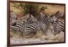 Zebras Running-John Conrad-Framed Photographic Print