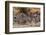 Zebras Running-John Conrad-Framed Photographic Print