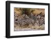 Zebras Running-John Conrad-Framed Photographic Print