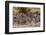 Zebras Running-John Conrad-Framed Photographic Print