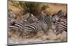 Zebras Running-John Conrad-Mounted Photographic Print