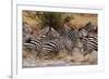 Zebras Running-John Conrad-Framed Photographic Print