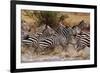 Zebras Running-John Conrad-Framed Photographic Print