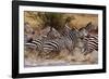 Zebras Running-John Conrad-Framed Photographic Print