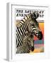 "Zebras," Saturday Evening Post Cover, June 25, 1932-Jack Murray-Framed Giclee Print