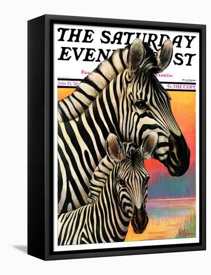 "Zebras," Saturday Evening Post Cover, June 25, 1932-Jack Murray-Framed Stretched Canvas