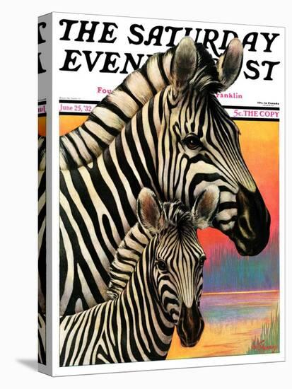 "Zebras," Saturday Evening Post Cover, June 25, 1932-Jack Murray-Stretched Canvas