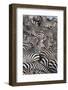 Zebras, Serengeti National Park, Tanzania, East Africa, Africa-null-Framed Photographic Print