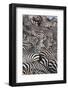 Zebras, Serengeti National Park, Tanzania, East Africa, Africa-null-Framed Photographic Print