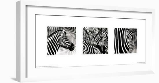 Zebras Triptych-null-Framed Art Print