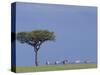 Zebras Walking Past Lone Tree-null-Stretched Canvas