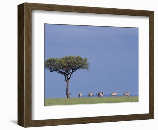 Zebras Walking Past Lone Tree-null-Framed Photographic Print