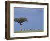 Zebras Walking Past Lone Tree-null-Framed Photographic Print