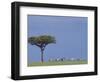 Zebras Walking Past Lone Tree-null-Framed Photographic Print