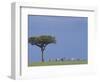 Zebras Walking Past Lone Tree-null-Framed Photographic Print