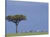 Zebras Walking Past Lone Tree-null-Stretched Canvas