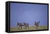 Zebras Walking Together-DLILLC-Framed Stretched Canvas