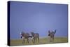 Zebras Walking Together-DLILLC-Stretched Canvas