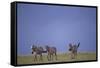 Zebras Walking Together-DLILLC-Framed Stretched Canvas