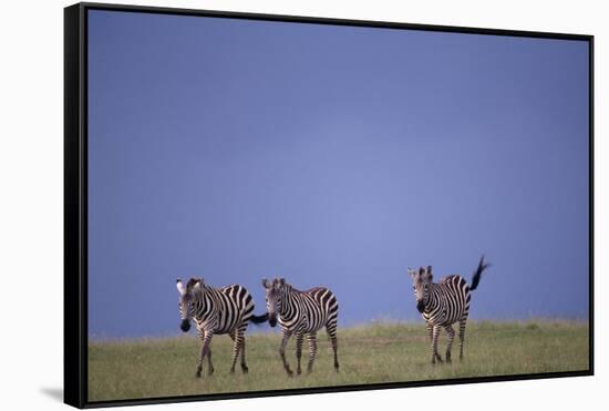 Zebras Walking Together-DLILLC-Framed Stretched Canvas