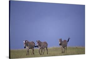 Zebras Walking Together-DLILLC-Stretched Canvas