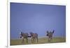 Zebras Walking Together-DLILLC-Framed Photographic Print