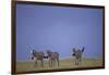 Zebras Walking Together-DLILLC-Framed Photographic Print