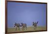 Zebras Walking Together-DLILLC-Framed Photographic Print