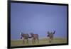 Zebras Walking Together-DLILLC-Framed Photographic Print