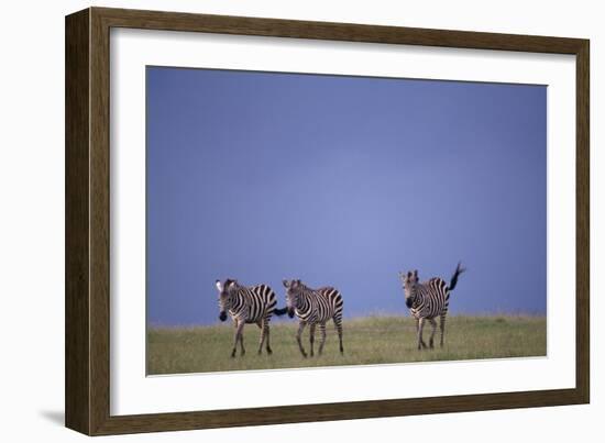 Zebras Walking Together-DLILLC-Framed Photographic Print