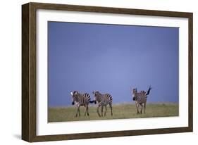 Zebras Walking Together-DLILLC-Framed Photographic Print